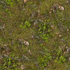 moss on the ground