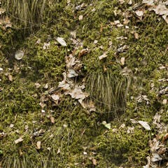 moss on the ground
