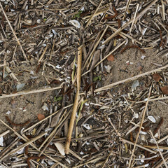 dry cane on the sandy shore