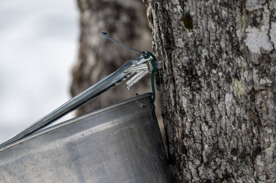 In a serene winter landscape, a metal bucket hangs from a tree, carefully collecting the sweet sap flowing from a cut in the bark.