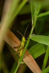 A vibrant green grasshopper clings to a blade of grass, blending into its natural surroundings. Its detailed body and antennae stand out in this stunning macro shot of nature’s tiny wonders.
