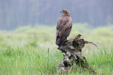 A bird of prey on a tree stump looks out over a spring meadow