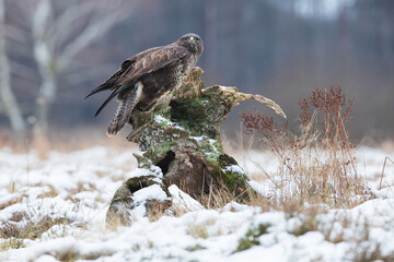 A bird of prey on a stump in a winter meadow