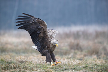 White-tailed eagle with talons extended