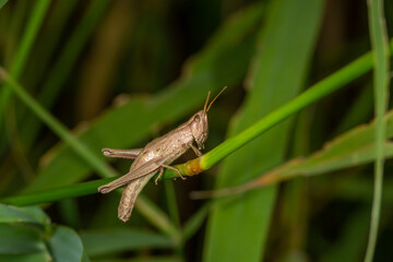 A brown grasshopper camouflages perfectly among green and dry grass. Its textured exoskeleton and long antennae stand out in this detailed macro shot, showcasing nature&rsquo;s intricate designs.