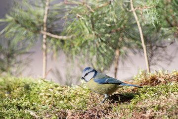 Blue Tit on the moss on a warm winter day