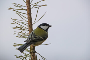 Great Tit on a Pine Branch