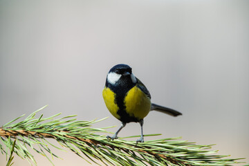 Obraz premium A great tit sitting on a spruce branch