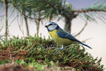 Obraz premium Blue tit on the forest floor
