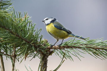 Blue tit on a coniferous branch
