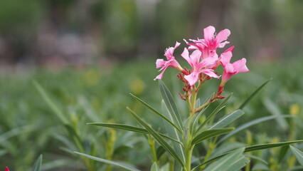 close-up pink leave in garden