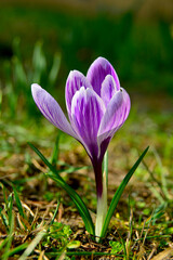 Krokus, szafran