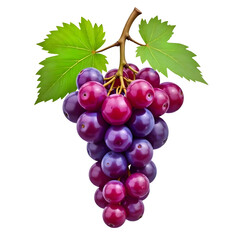 Fototapeta premium basket of cherries, basket of grapes, red wine grapes, red grapes on vine, bunch of grapes, red grapes white background