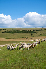 flock of sheep running across a field blurred motion