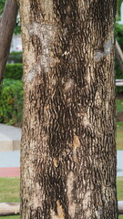 Tree bark close-up shot, digital camera
