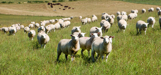 ten sheep in a row in a field looking at the camera with a flock of sheep behind