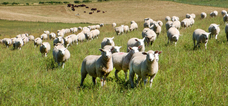 ten sheep in a row in a field looking at the camera with a flock of sheep behind