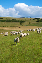 sheep grazing in a field, looking towards the camera
