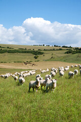 A flock of sheep in a field looking at the camera with a flock of sheep behind