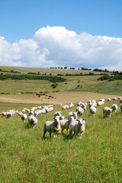 A flock of sheep in a field looking at the camera with a flock of sheep behind