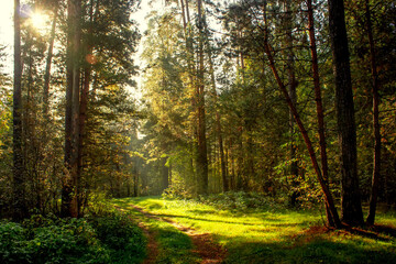 Morning in a pine summer forest with sunlight.