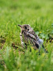 Pequeño zorzal real (turdus pilaris) de paseo por el campo