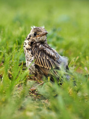 Pequeño zorzal real (turdus pilaris) de paseo por el campo