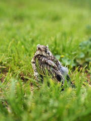 Pequeño zorzal real (turdus pilaris) de paseo por el campo