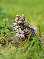 Pequeño zorzal real (turdus pilaris) de paseo por el campo