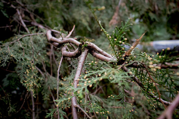branch of green coniferous plant