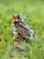 Pequeño zorzal real (turdus pilaris) de paseo por el campo
