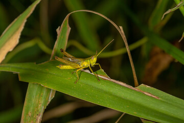 A vibrant green grasshopper clings to a blade of grass, blending into its natural surroundings. Its detailed body and antennae stand out in this stunning macro shot of nature’s tiny wonders.