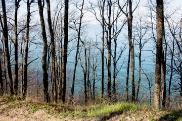 thin tree trunks behind which is the blue sea