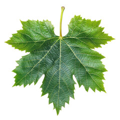 Grape Leaf Isolated On White or transparent. Fresh Foliage Details, Veins, And Texture Visible.
