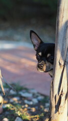 Cute chihuahua in the garden.