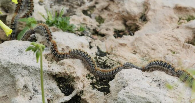 Pine processionary caterpillars (Thaumetopoea pityocampa) moving in row, fast motion timelapse