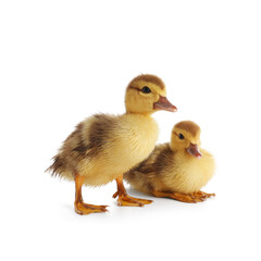 Cute ducklings on white background