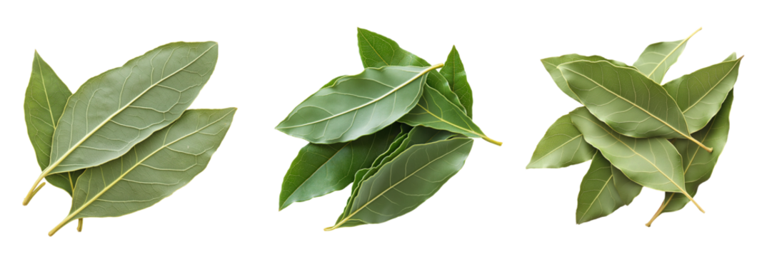 A small cluster of fresh bay leaves, isolated on a transparent background