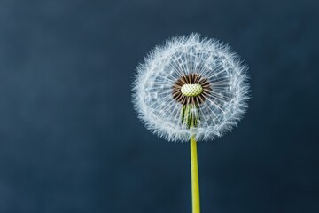 Obraz premium A single dandelion flower head with fluffy seed clusters shown