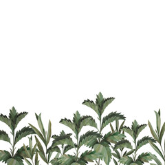 Watercolor hand-drawn floral decorative border with summer wild herbs and nettles