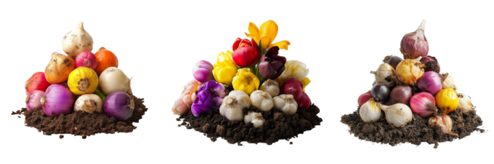A selection of colorful flower bulbs, positioned in a small pile, partially buried in soil, isolated on transparent background