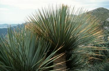 Dasylirion acrotrichum,.Dasylire gracieuse, Dasylire acrotriche, Mexique