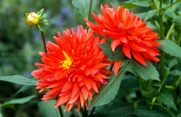 Dahlia cactus 'Purst Pucker'