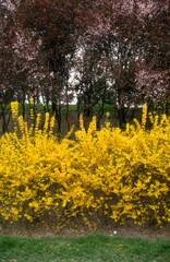 Forsythia, haie, forsythia spp.