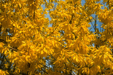 Forsythia x intermedia 'Lynwood' , Forsythia