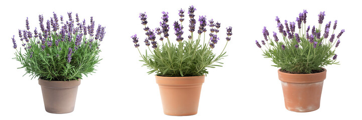 Naklejka premium A potted lavender plant with vibrant purple flowers and lush green foliage, isolated on a transparent background