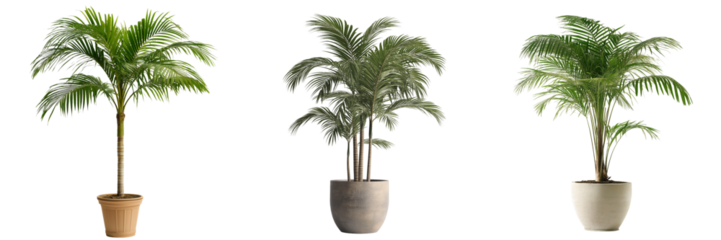 A potted palm tree with tall, arching fronds and a textured trunk, isolated on a transparent background