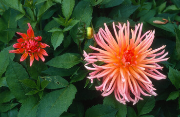 Dahlia 'Mogador'