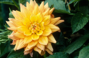 Obraz premium Dahlia décoratif 'Melodiy Dora''