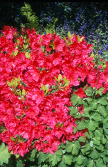 Azal&eacute;e, rhodendron, Azal&eacute;e de Vuyk 'Vuyk's Marl&egrave;ne'